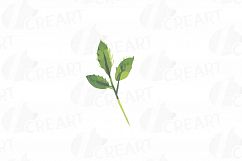 Watercolor Red and Burgundy Roses and leafs clip art pack Product Image 4