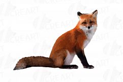 Red Fox Watercolor clip art, woodland watercolor fox, png Product Image 3
