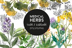 Medical Herbs. Vector &amp; watercolor Product Image 1