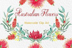 Australian flowers watercolor Product Image 6