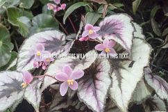 9 Macro Flower Photos Product Image 8