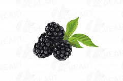 Watercolor Blackberry, branch and leaves clip art pack Product Image 6