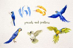 Watercolor cool parrot PNG bird set Product Image 5