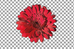Watercolor Gerbera Daisy clip art pack, colorful gerberas 2 Product Image 12