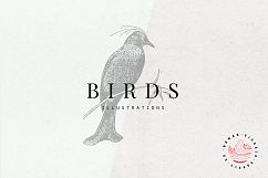 Premium Birds Illustrations Product Image 1