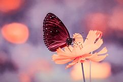 23 Pink Spring Lightroom Presets Product Image 4