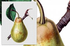 Fruit - Vintage Jargonelle Pear Product Image 2