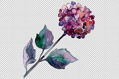 Hydrangea purple and blue PNG watercolor set Product Image 5