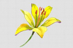 Wildflower lemon lily PNG watercolor set Product Image 3