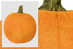 Winter Luxury Pumpkin - Vintage Illustration Product Image 2