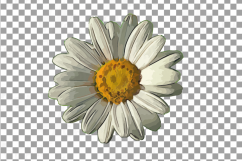 Watercolor Chamomile clip art pack, Chamomile flowers Product Image 4