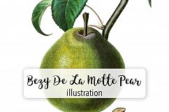 Fruit - Vintage Bezy De La Motte Pear Product Image 1