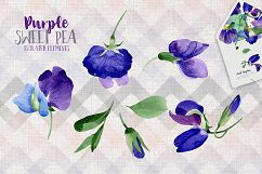 Purple sweet pea PNG watercolor flower set Product Image 2