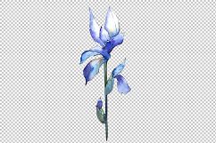 Watercolor blue irises flowers PNG set Product Image 4