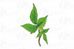 Watercolor Blackberry, branch and leaves clip art pack Product Image 14