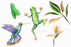 Tropical summer bird watercolor clipart illustration Product Image 3