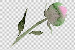 Tender pink peony PNG watercolor set Product Image 8