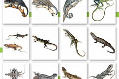 Entire Vintage Collection -Over 1000 Illustrations Product Image 14