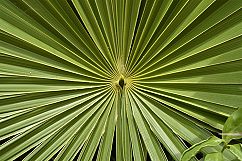 Leaf Patterns and Leaves Texture Backgrounds Bundle Product Image 2