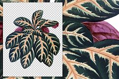 Leaves - Vintage Zebra Plant Product Image 2