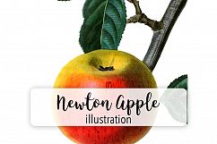 Fruit - Vintage Newton Spitzenberg Apple Product Image 1