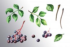 Elderberry. Watercolor collection Product Image 2