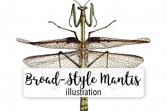 Mantis - Insects - Vintage Bugs Product Image 1