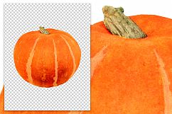 Pumpkin - Vintage Illustration Product Image 2