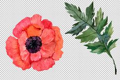 Red poppy PNG watercolor flowers Product Image 3