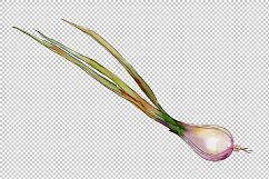 Onion vegetables PNG watercolor set Product Image 8