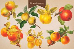 Cider House Antique Apple and Pear Graphics Product Image 6