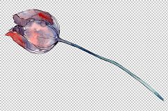 Wildflower autumn tulips PNG watercolor set Product Image 7