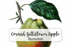 Fruit - Vintage Gilliflower Apple Product Image 1