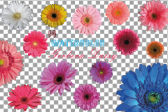 Watercolor Gerbera Daisy clip art pack, colorful gerbers Product Image 2