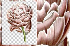Florals - Vintage Double Tulip Product Image 2
