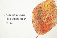 Watercolor Fall Leaves Clipart, Fall Leaves Clip Art Product Image 3