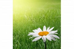 chamomile flower in grass Product Image 1