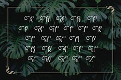 Monstera Product Image 4