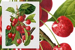 Fruit - Vintage Tiger Bigarreau Cherries Product Image 2