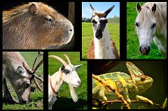 16 Animal Portraits Photographs Bundle Product Image 3