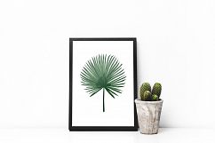 TROPICANA: tropical leaves &amp; patterns collection Product Image 6