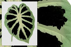 Leaves - Vintage Alocasia Jenningsii Product Image 3