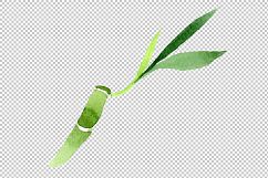 Bamboo Dracena sanderiana PNG watercolor set Product Image 4