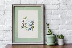 Branches of an olive tree PNG watercolor set Product Image 7