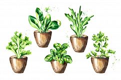 Herbs &amp; spices. Product Image 5