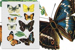 Butterfly - Insects - Vintage Bugs - Butterflies Product Image 2
