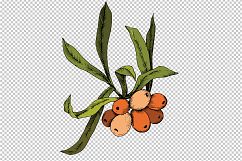 Sea Buckthorn or Seaberry SVG vector set Product Image 6