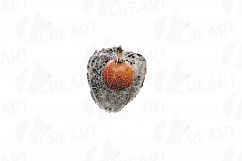 Watercolor Chinese Lantern clip art pack, Physalis alkekengi Product Image 9