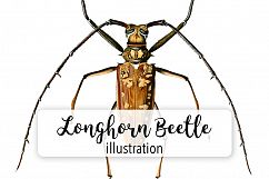 Beetle - Insects - Vintage Bugs Product Image 1