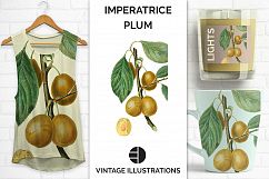 Fruit - Vintage White Imperatrice Plum Product Image 1